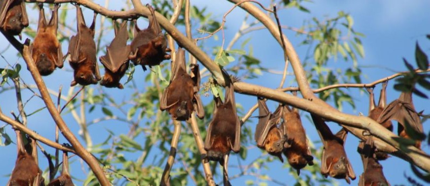Flying foxes abc